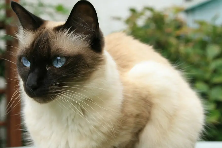 quisiera ser un gatito