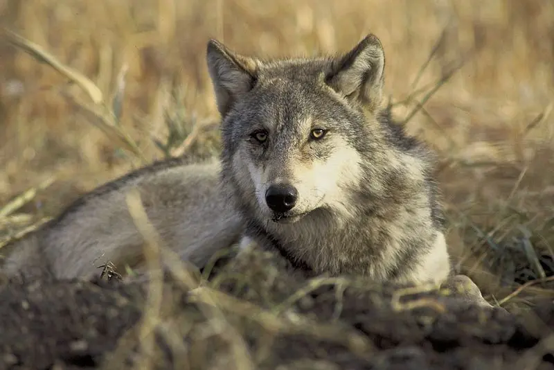 El lobo (Canis lupus) con imagenes