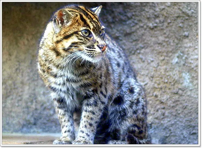 Animales