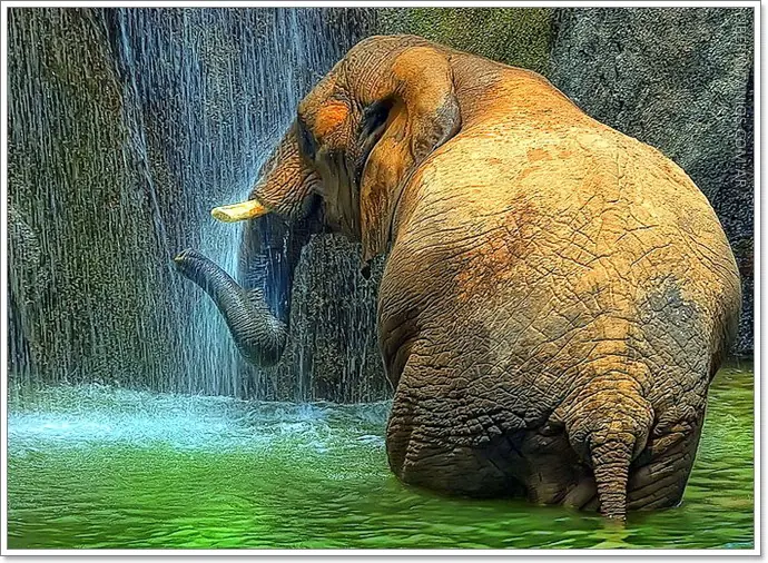 Animales