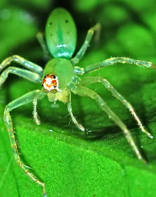 saltadora lll jumper green la araña