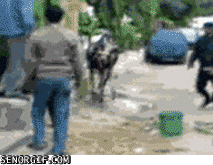 Gifs