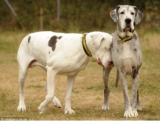 perro ciego tiene como lazarillo otro perro