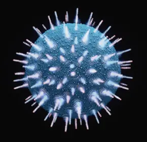 Cura potencial para el HIV