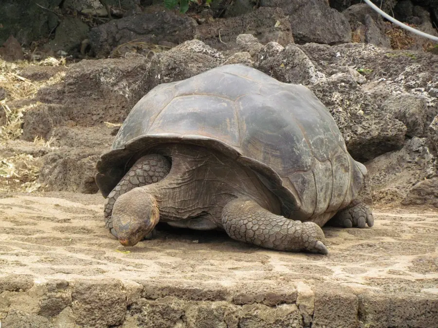 Con él termina su especie, en extinción.
