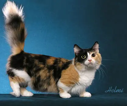 Los Gatos Más Extraños del Mundo