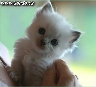 Porque tener un gato?