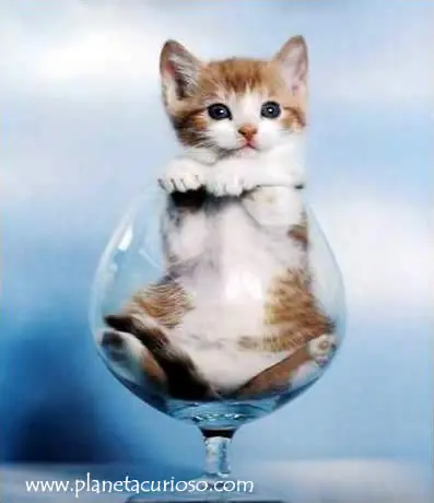 gatos gatos y mas gatos