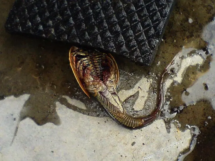 Pez prehistorico en una alcantarilla Rusa!