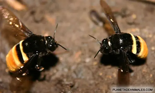Elmina tus Plagas Caseras