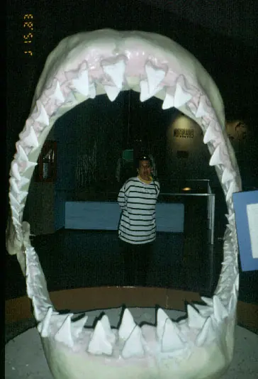 Megalodon