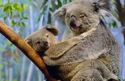 Una vacuna para que la clamidia no acabe con los koalas