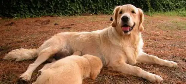 Los Perros conocen nuestro vocabulario?