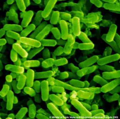 Biotecnologia: Bacterias que fabrican combustible