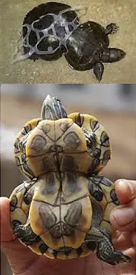 Que haces por el planeta?