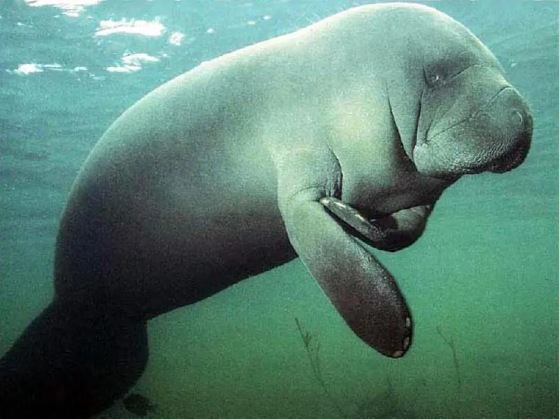 Perú Animales Extraños: El Manatí