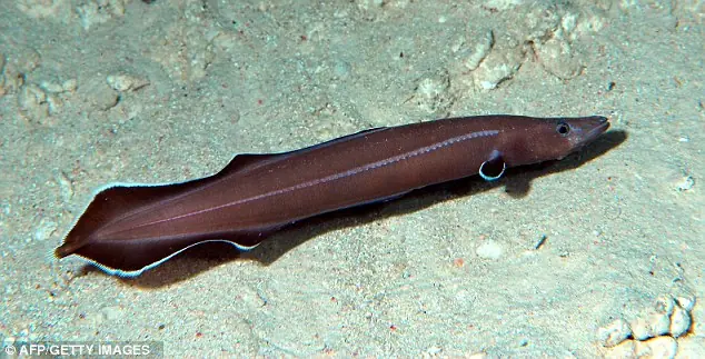 Nueva especie de Anguila - Protoanguilla Palau