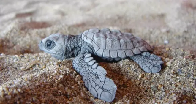 México termina el año con más de 42 millones de tortugas