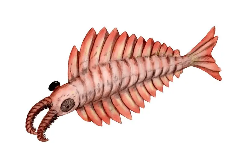 Animales marinos prehistóricos