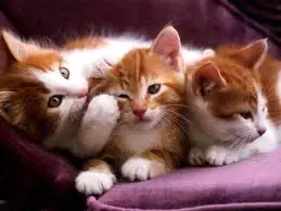 50 cosillas de un gato