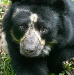 Oso Frontino De Venezuela