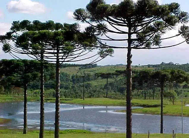 Salvemos las Araucarias
