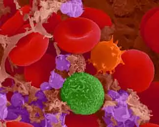 10 cosas que no sabias de tu Cuerpo!