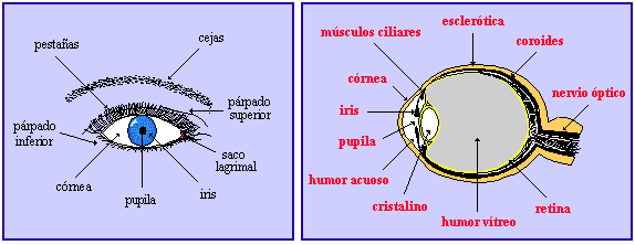 Enfermedades de la Vista (Megapost)