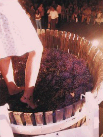 Queres hacer vino patero?