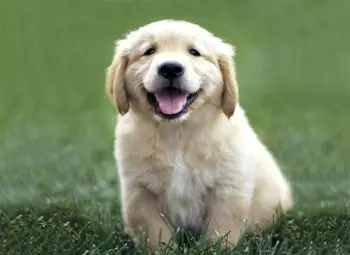 Golden retriever