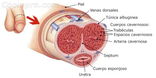 Que no te Pase! (fractura de pene)