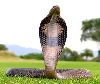 serpientes venenosas