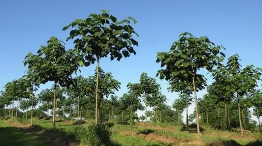 El árbol que puede salvar al mundo