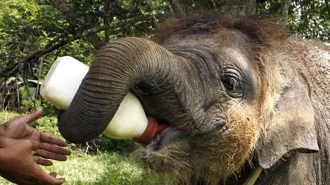 Elefante de Sumatra, a un paso de la extinción