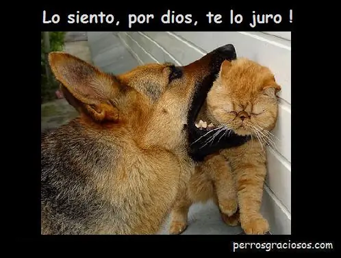 gracioso