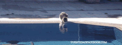 Gifs Grasiosos