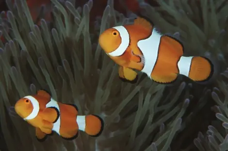 El CO2 altera el sistema nervioso de los peces