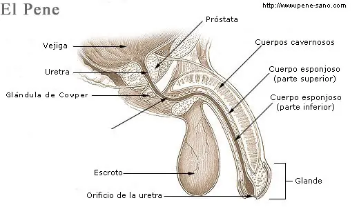 Informate antes de tu primera relacion sexual