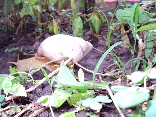 Conocés los Huevos de caracol?