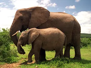 estiércol de elefante para iluminar un zoo
