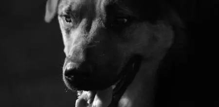 Perro Fiel (Leyenda Urbana)