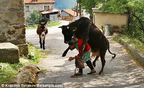 Vaca intenta montar a su dueña