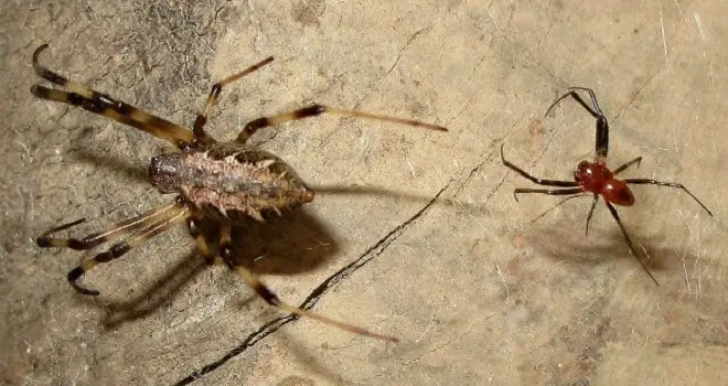 El sexo furioso y criminal de la araña malabarensis