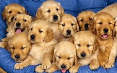 del mundo animal