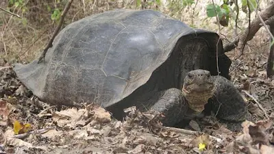 Una tortuga gigante extinta hace 150 años "resucita&qu