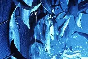 Basta de comer atún! Evitemos la muerte de los delfines...