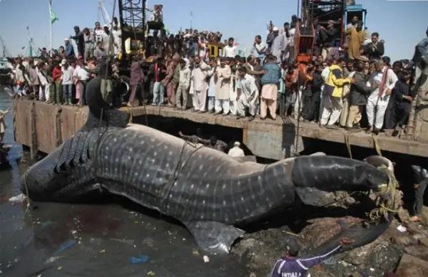 Hallan tiburón ballena de 12 metros