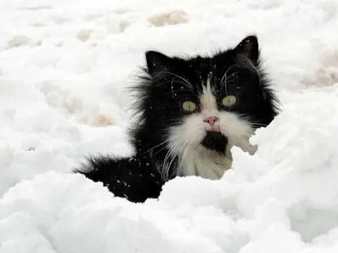 Gato deja a sus dueños encerrados en la terraza a -11 grado