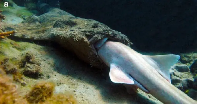 Primera foto de un tiburón devorándose a otro tiburón