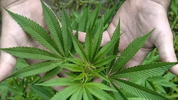 Marihuana duplica el riesgo de accidentes al volante